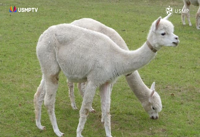 Día Nacional de la Alpaca, identidad cultural y textil